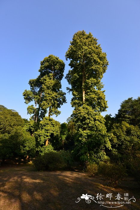 翅苹婆Pterygota alata