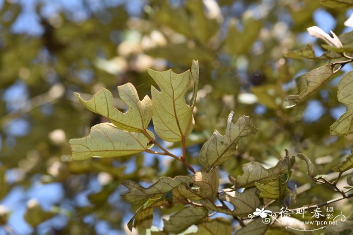 景东翅子树Pterospermum kingtungense