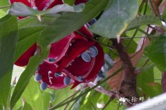 墨西哥苹婆Sterculia mexicana