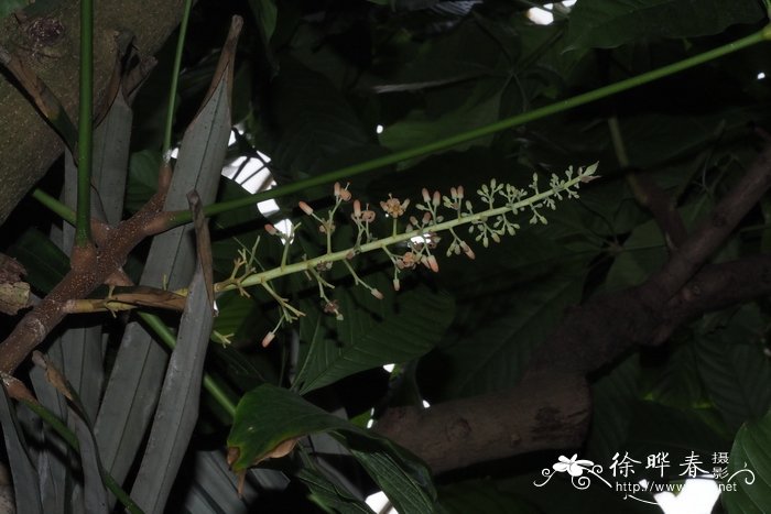 墨西哥苹婆Sterculia mexicana