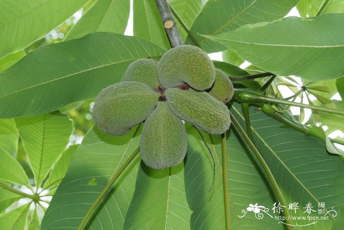 家麻树Sterculia pexa