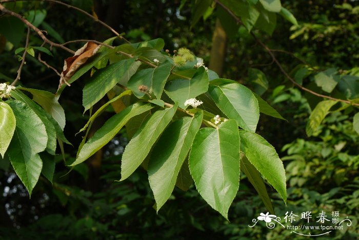 山麻树Commersonia bartramia
