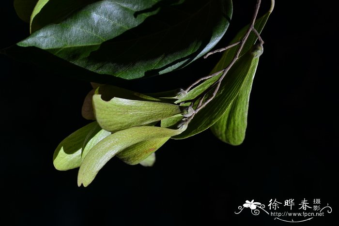 蝴蝶树 Heritiera parvifolia