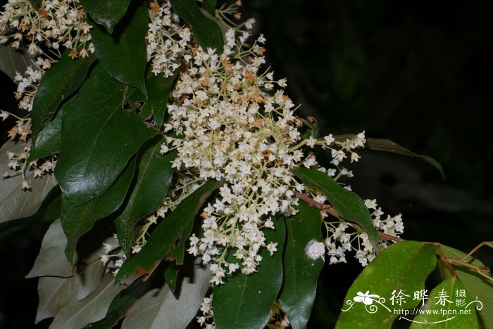 蝴蝶树 Heritiera parvifolia