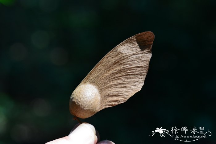蝴蝶树 Heritiera parvifolia
