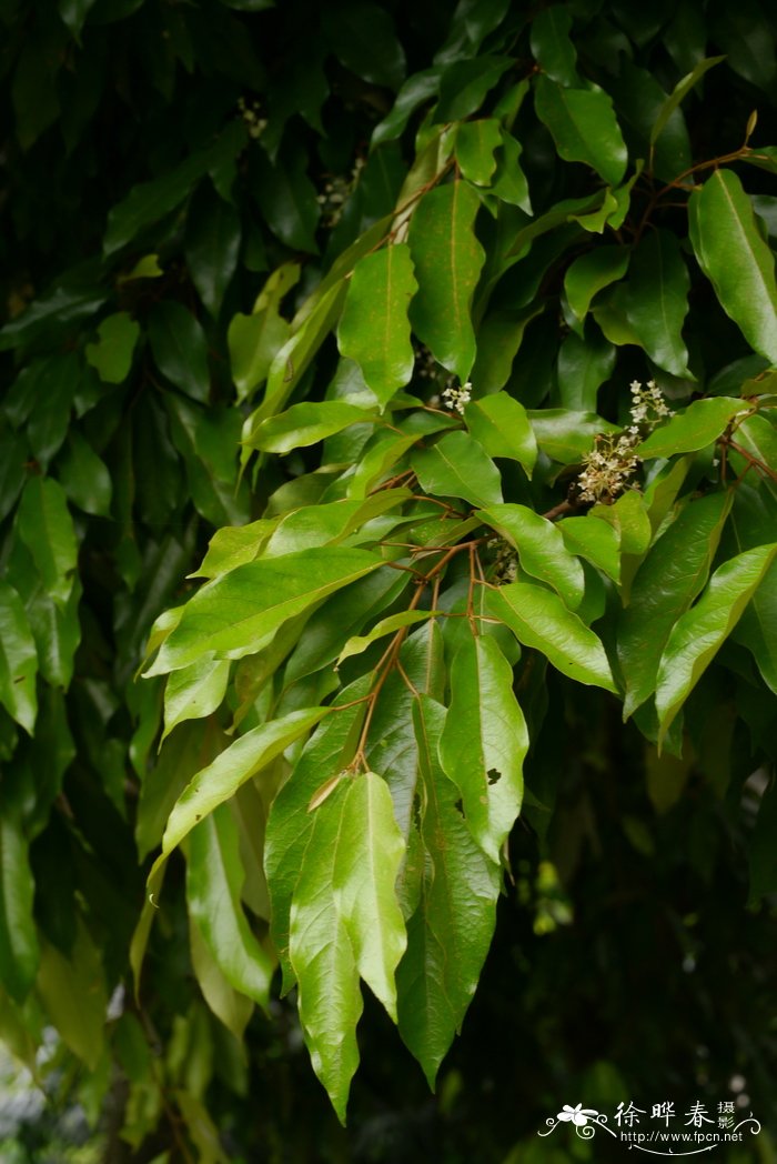 蝴蝶树 Heritiera parvifolia