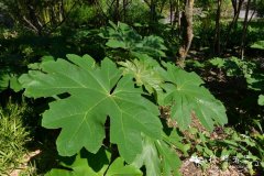 通脱木Tetrapanax papyrifer