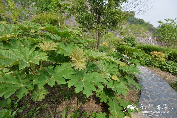 通脱木Tetrapanax papyrifer