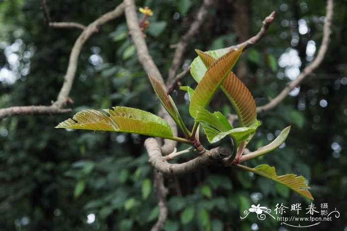 小花五桠果Dillenia pentagyna