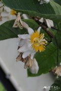 木西番莲Passiflora emarginata