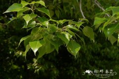 响叶杨Populus adenopoda