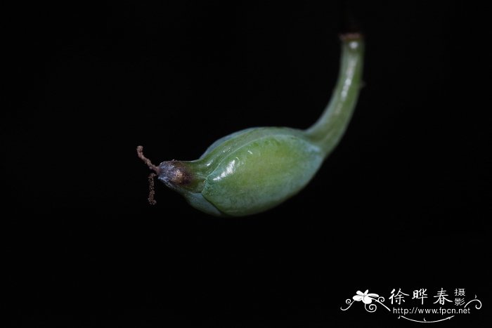 大博落木Bocconia arborea