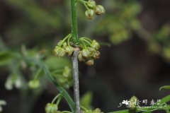 薄叶朴Celtis tenuifolia