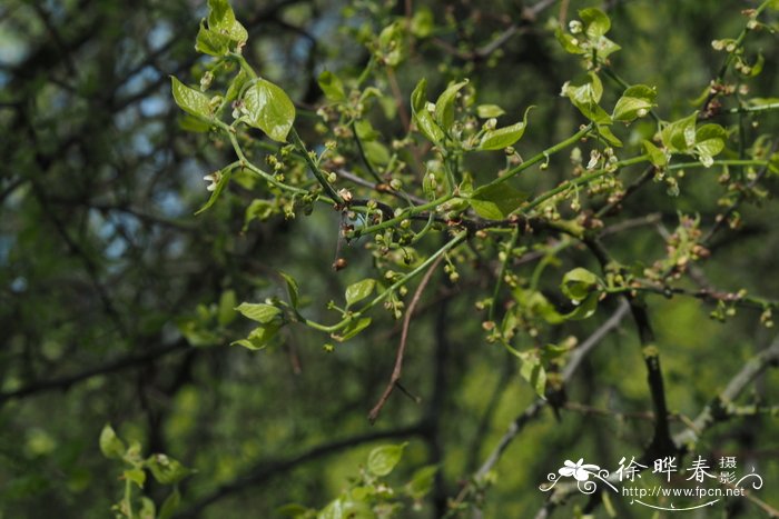 薄叶朴Celtis tenuifolia