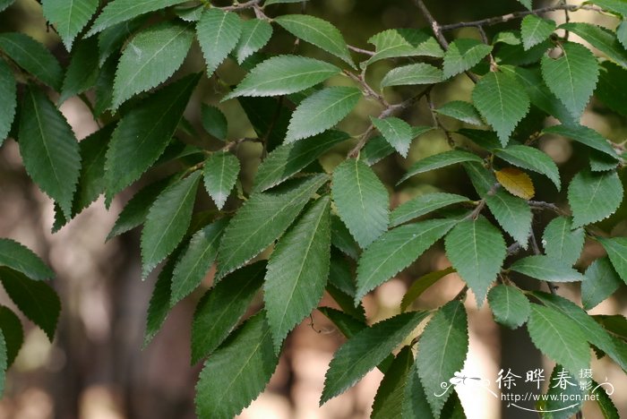 榆科榆属 黑榆ulmus davidiana