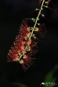 红花玉蕊Barringtonia acutangula