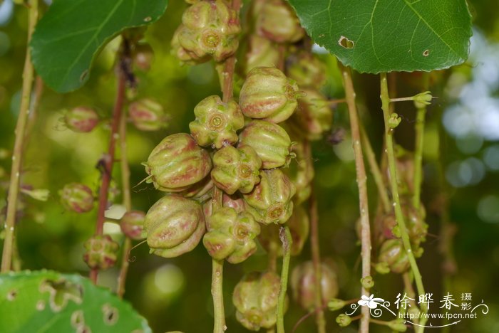 红花玉蕊Barringtonia acutangula