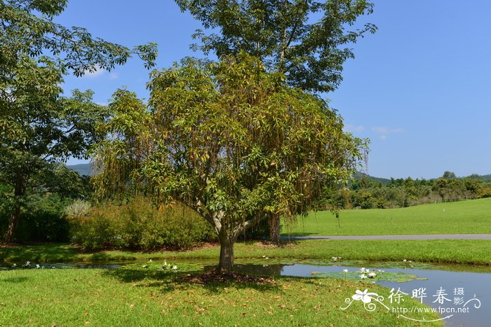 红花玉蕊Barringtonia acutangula