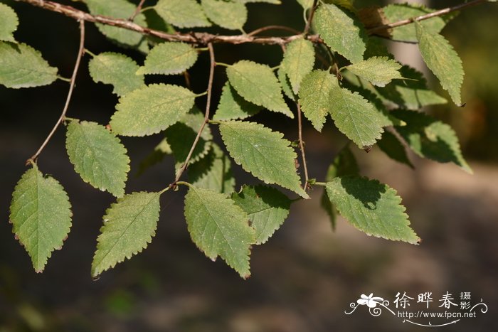 圆冠榆ulmus densa榆科榆属