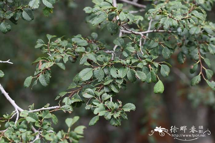 旱榆Ulmus glaucescens