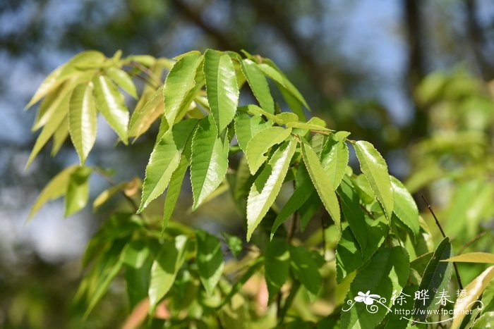 长叶榆常绿榆ulmuslanceifolia