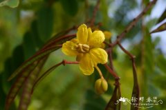 帝汶决明Senna timoriensis