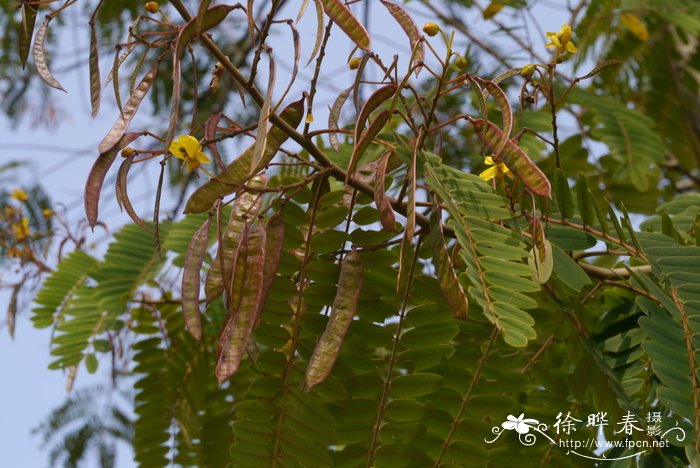 帝汶决明Senna timoriensis
