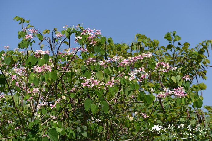 单蕊羊蹄甲 Bauhinia monandra