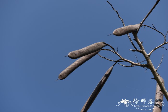 单蕊羊蹄甲 Bauhinia monandra