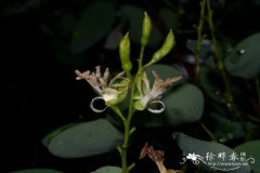 总状花羊蹄甲 Bauhinia racemosa