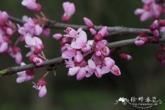 广西紫荆Cercis chuniana
