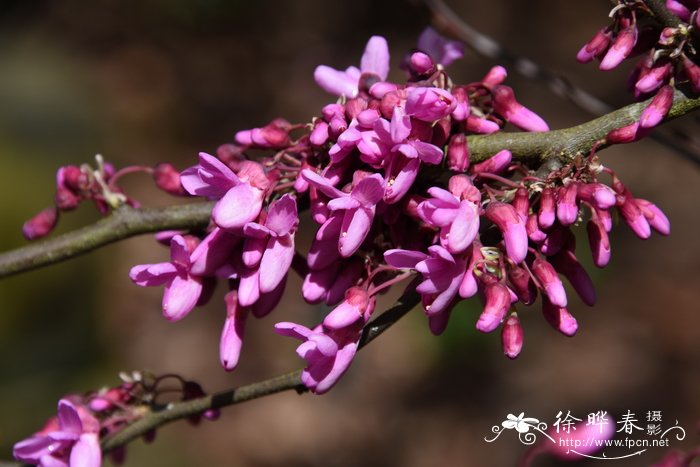 南欧紫荆Cercis siliquastrum