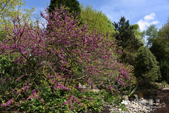 南欧紫荆Cercis siliquastrum