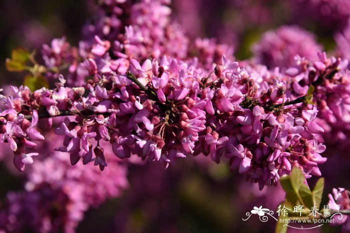 南欧紫荆Cercis siliquastrum