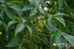 川黄檗Phellodendron chinense
