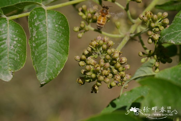 川黄檗Phellodendron chinense