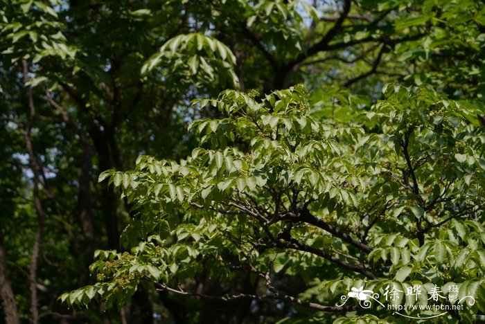 川黄檗Phellodendron chinense