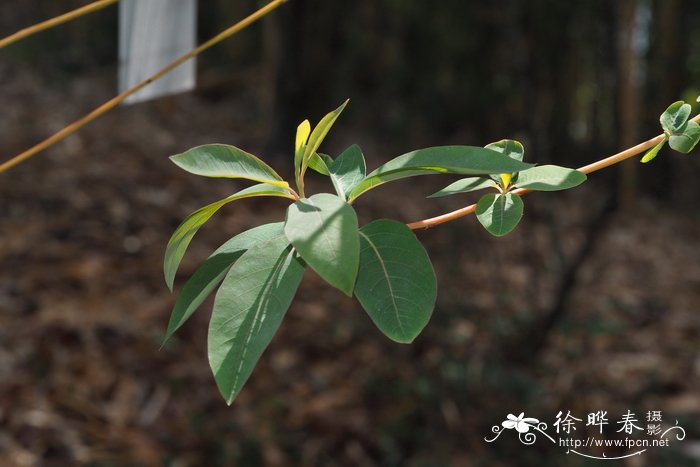 红叶木姜子Litsea rubescens