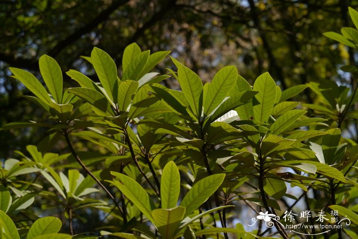 红毛山楠Phoebe hungmoensis