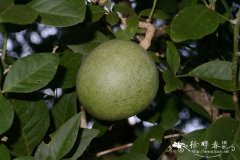 木橘,孟加拉木苹果Aegle marmelos