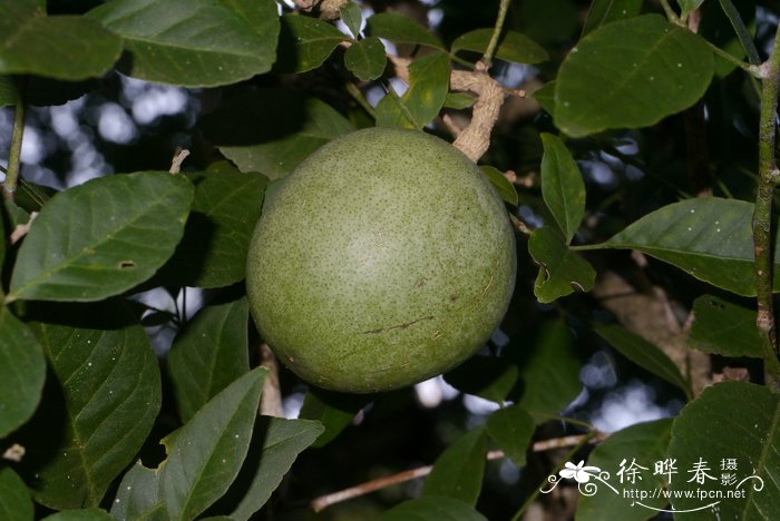 木橘,孟加拉木苹果Aegle marmelos