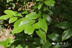 豺皮樟 Litsea rotundifolia var. oblongifolia