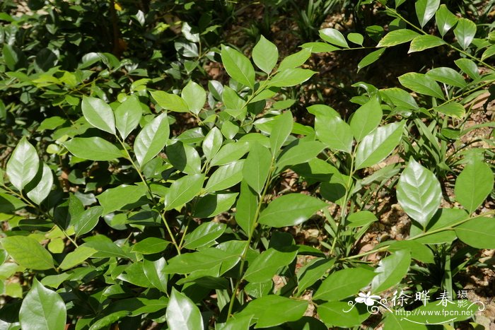 豺皮樟 Litsea rotundifolia var. oblongifolia