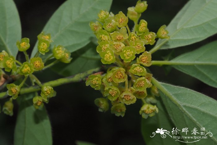 膜叶山胡椒lindera umbellata var. membranacea
