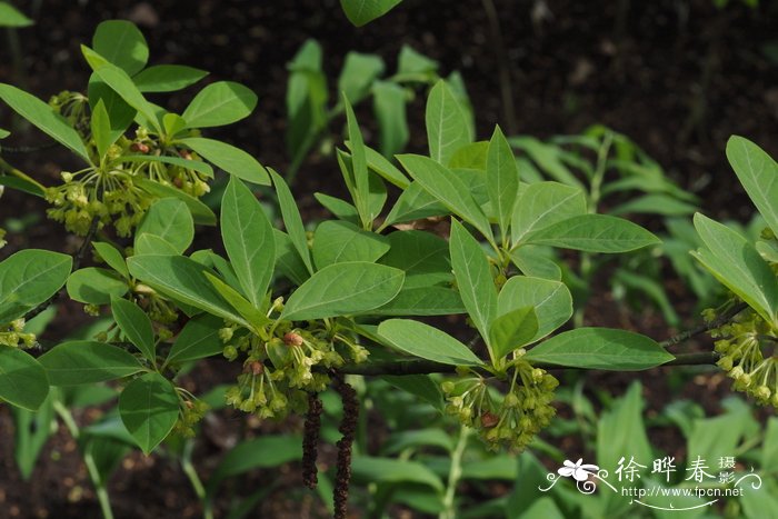 膜叶山胡椒Lindera umbellata var. membranacea