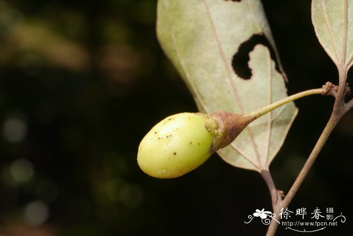 沧江新樟Neocinnamomum mekongense