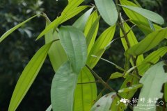 肉桂Cinnamomum cassia