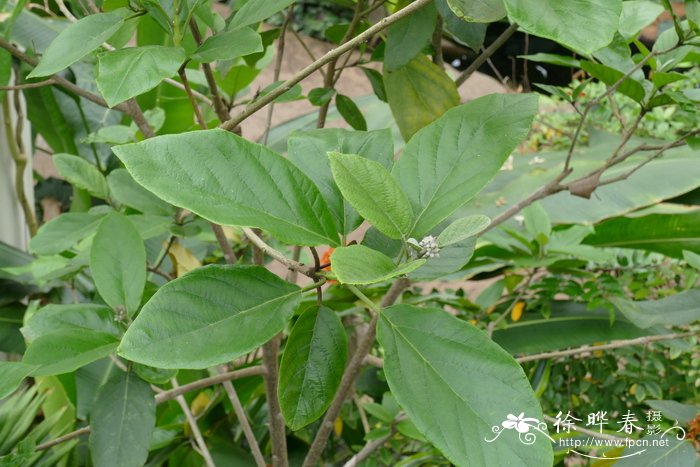 仙枝Cordia sebestena