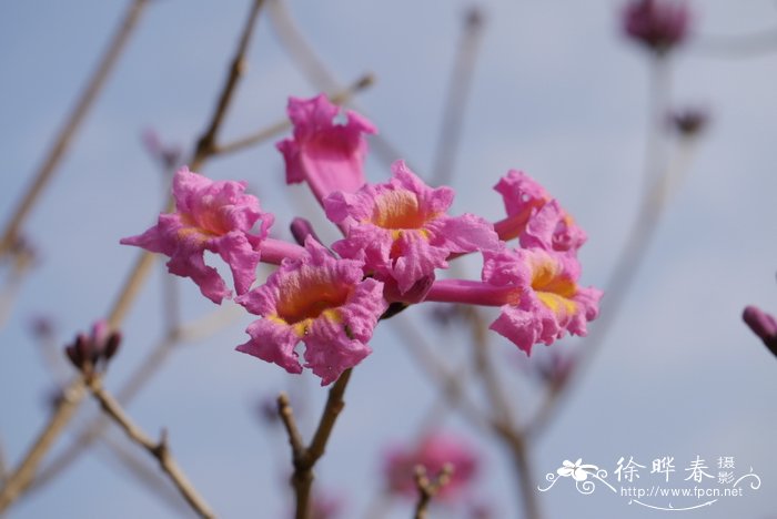 紫花风铃木Handroanthus impetiginosus