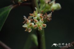 打铁树，钝叶密花树Myrsine linearis